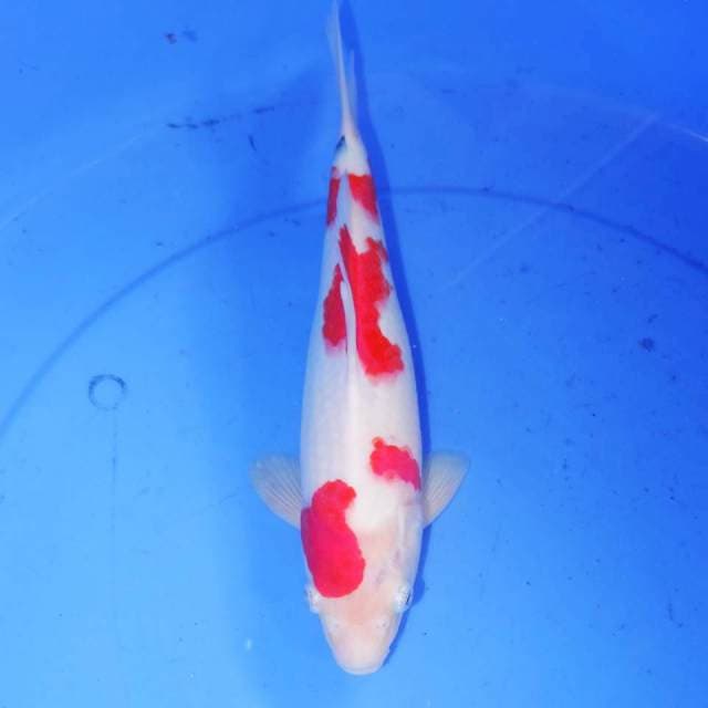 28cm KOHAKU