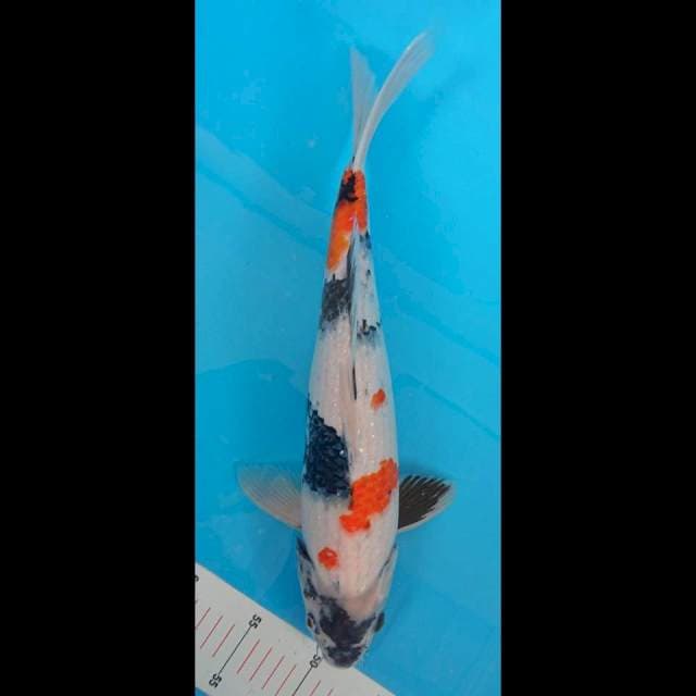 Kindai Showa 40Cm