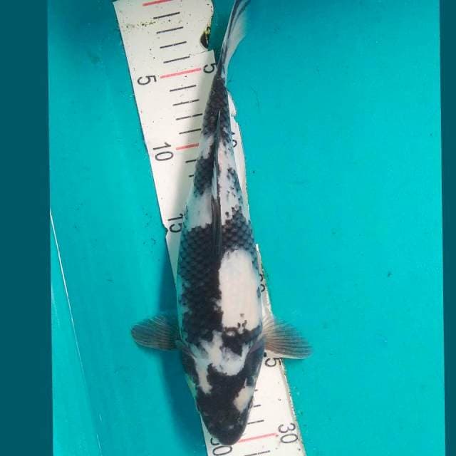 Shiro Bulky 28cm