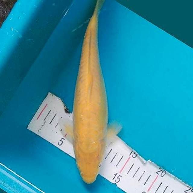 Karashi Aragoke 30cm