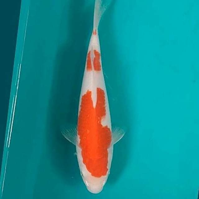 Kohaku 26cm