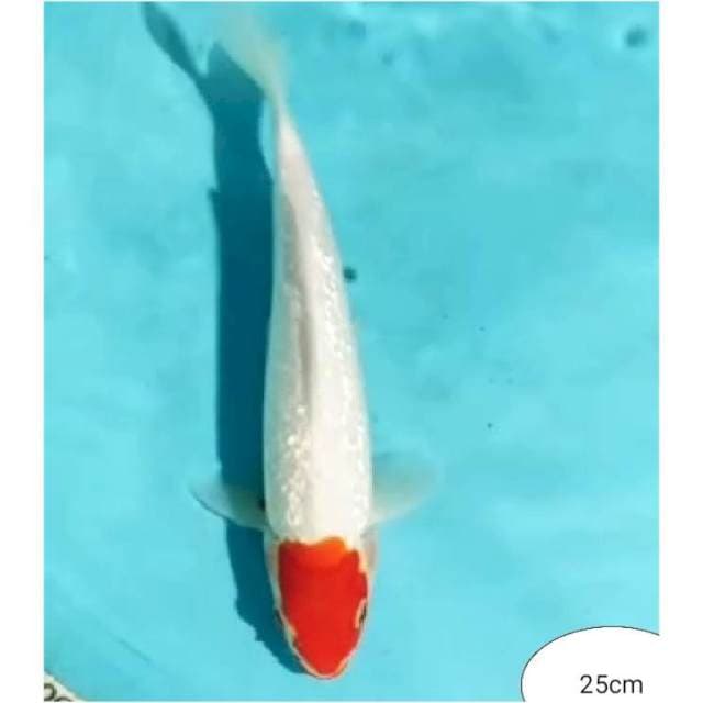 ~{sun}~tc kohaku full ginrin 25cm