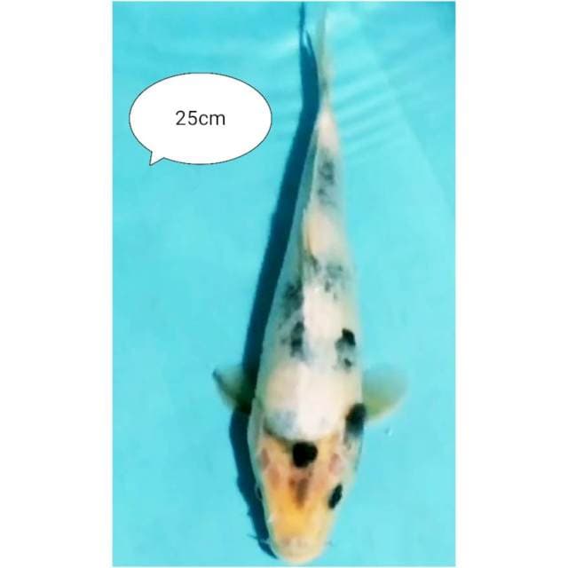 ~{sun}~siro tetegoi joss 25cm