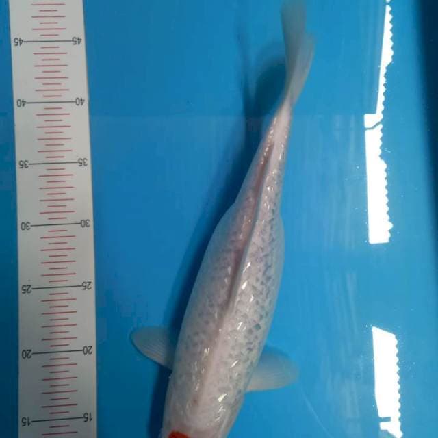 Tc kohaku gindrin ori 34cm
