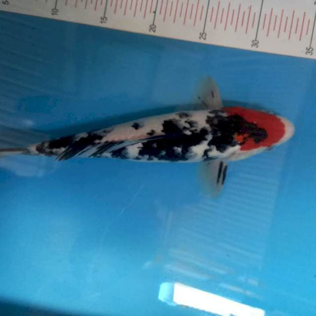 Sanke gondrong 30cm