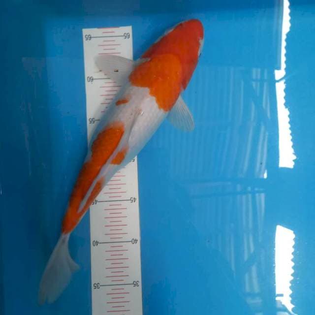 Kohaku 35cm