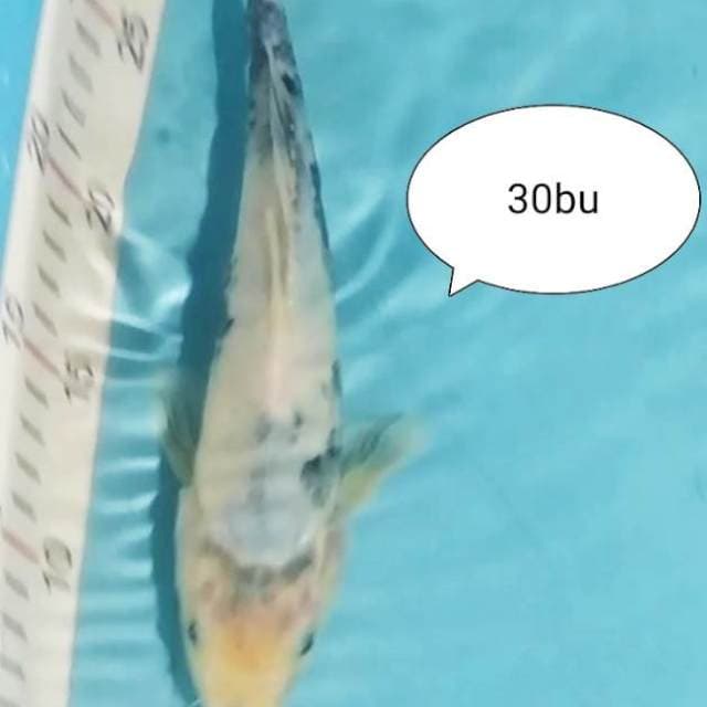 30# shiro tetegoi 30bu