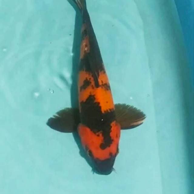 Hi utsuri 33 cm