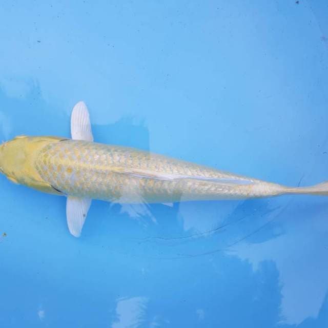 Ogon