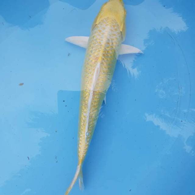 Ogon