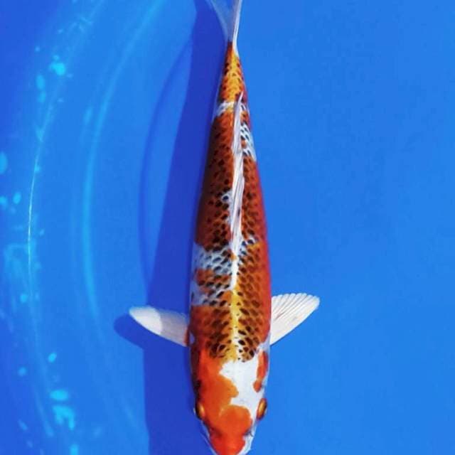 Kujaku