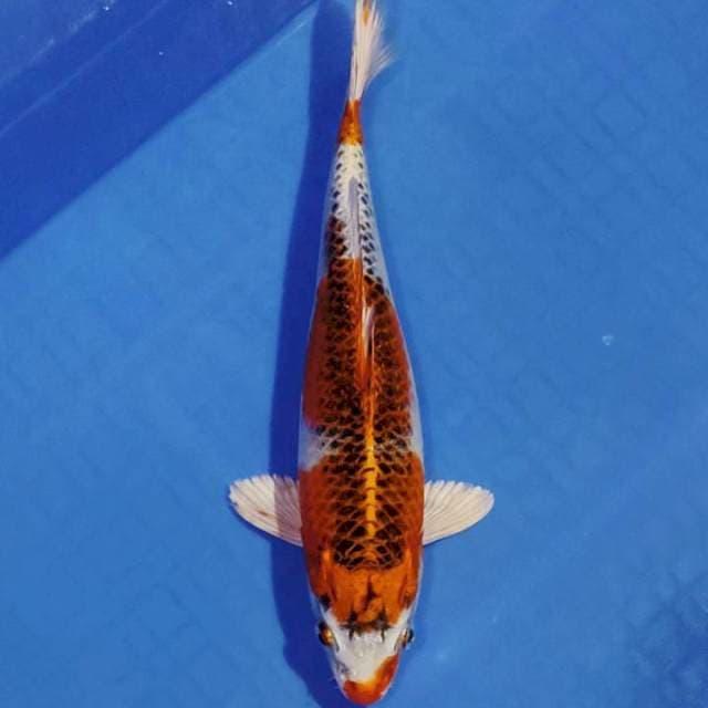 Kujaku