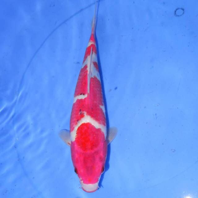GOSHIKI 31cm
