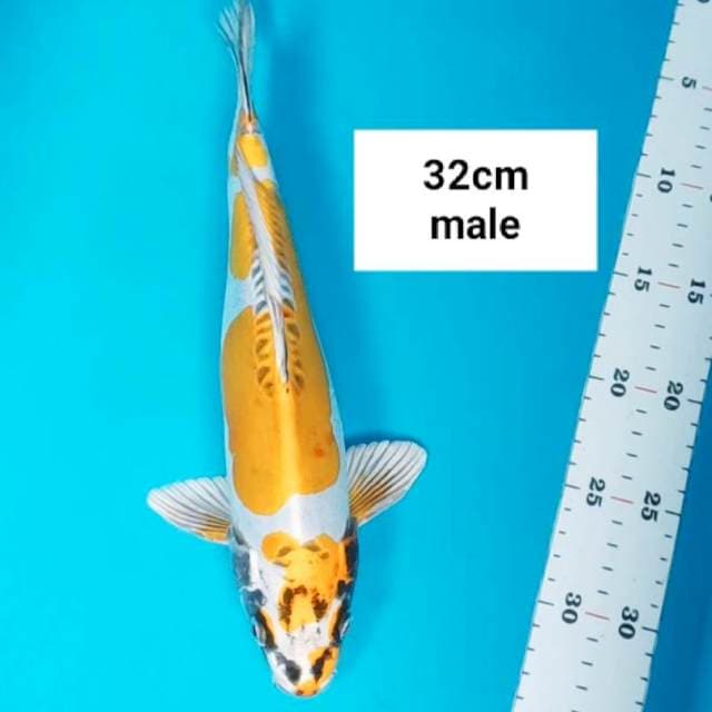 Yellow kiko SQ 32cm male