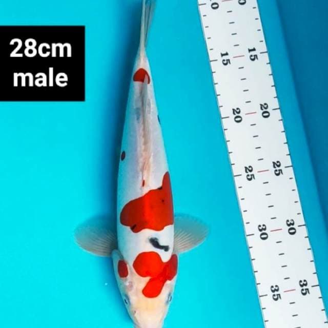 Heisi nishiki doit murni 28cm male