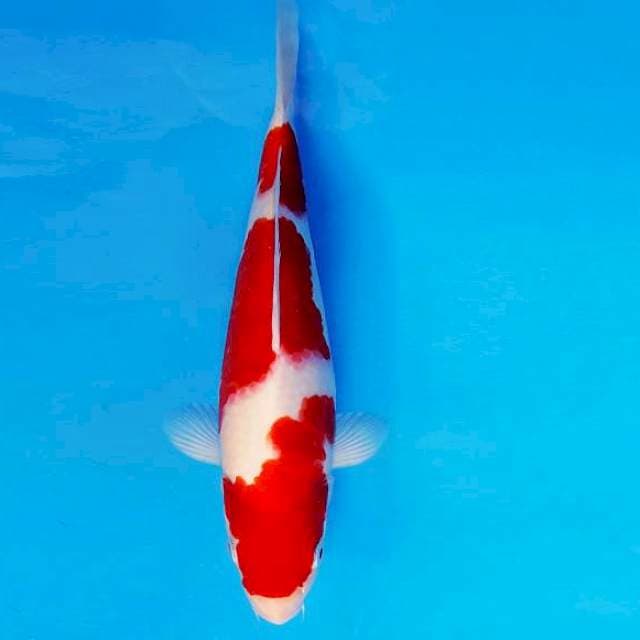 RONIN 2 - KOHAKU ®