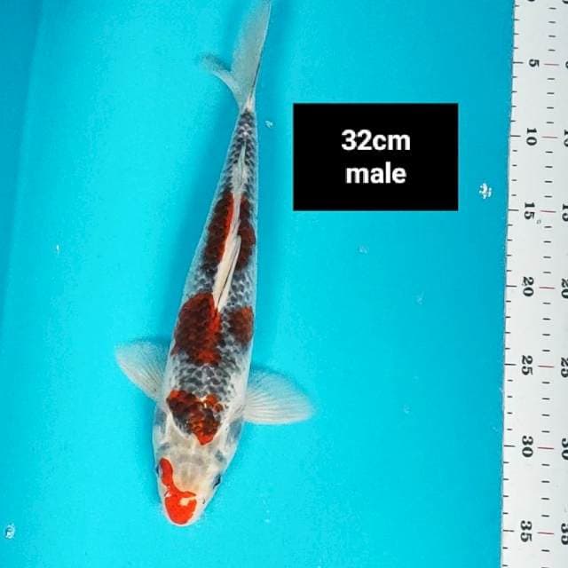 Goshiki strong 32cm male