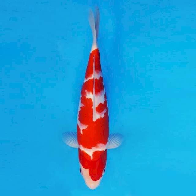 IWOJIMA 1 ~ KOHAKU ™