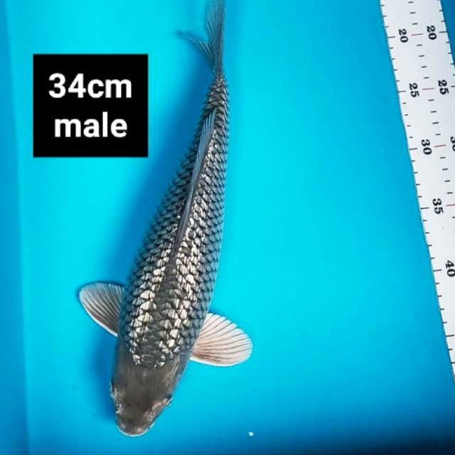 Soragoi ginrin punuk 34cm male
