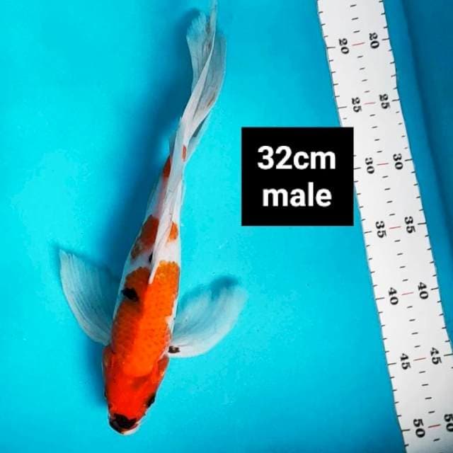 Kumpay showa 32cm