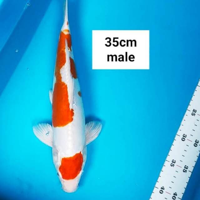 Kikushui maruten 35cm male