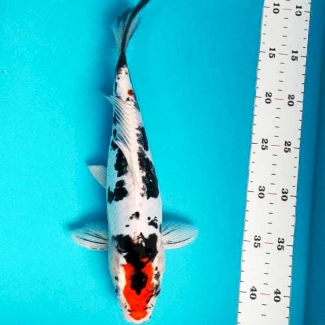 Doitsu sanke strong 32cm