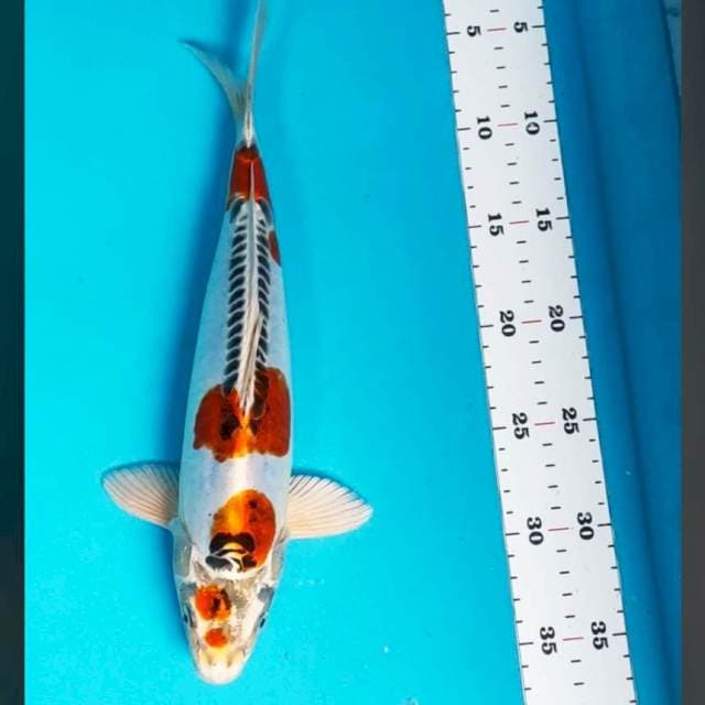 Kujaku doit jos 31cm male