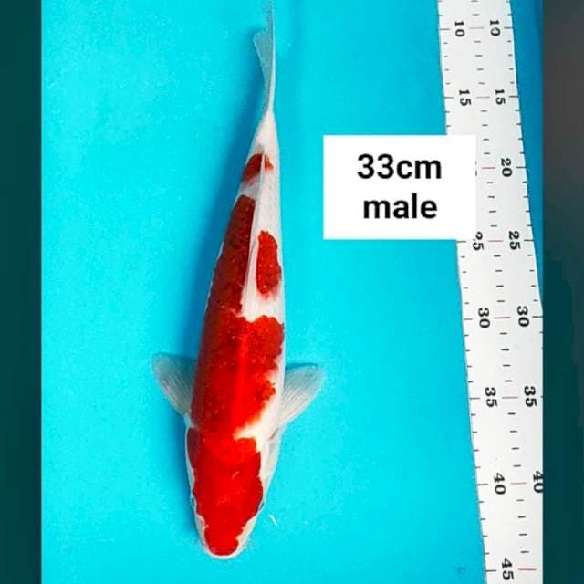 Ai goromo 33cm male