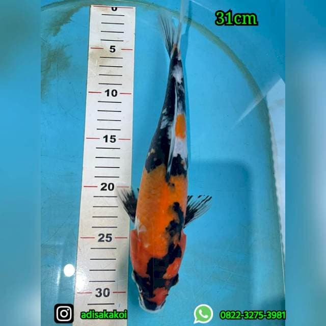 SHOWA PETIR 31CM