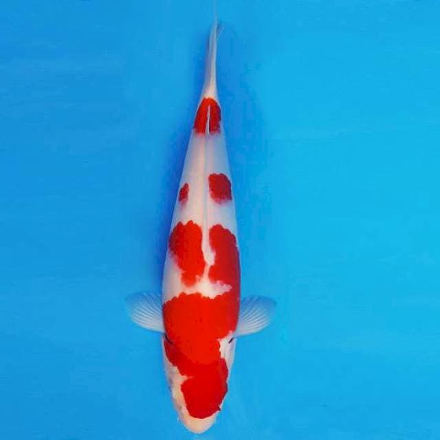 IWOJIMA 7 ~ KOHAKU ™