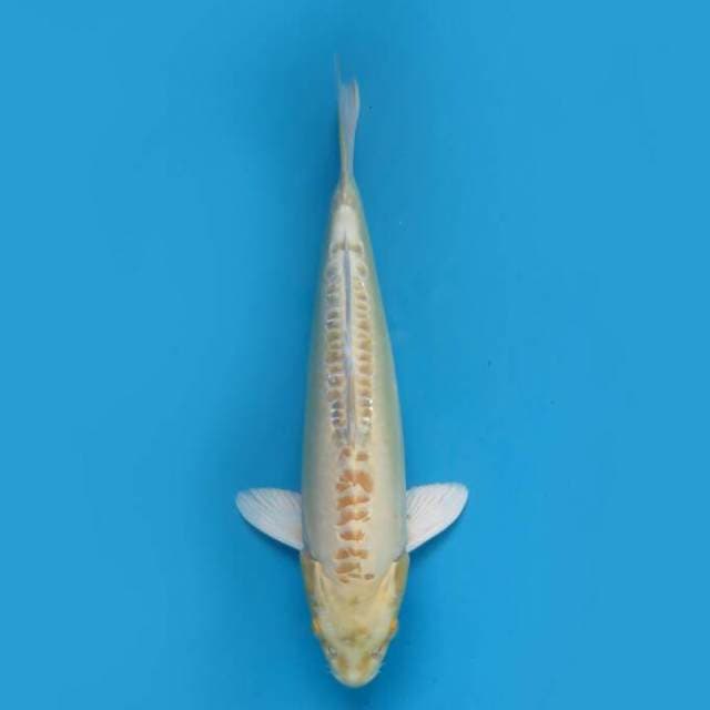 Yamabuki 34 cm