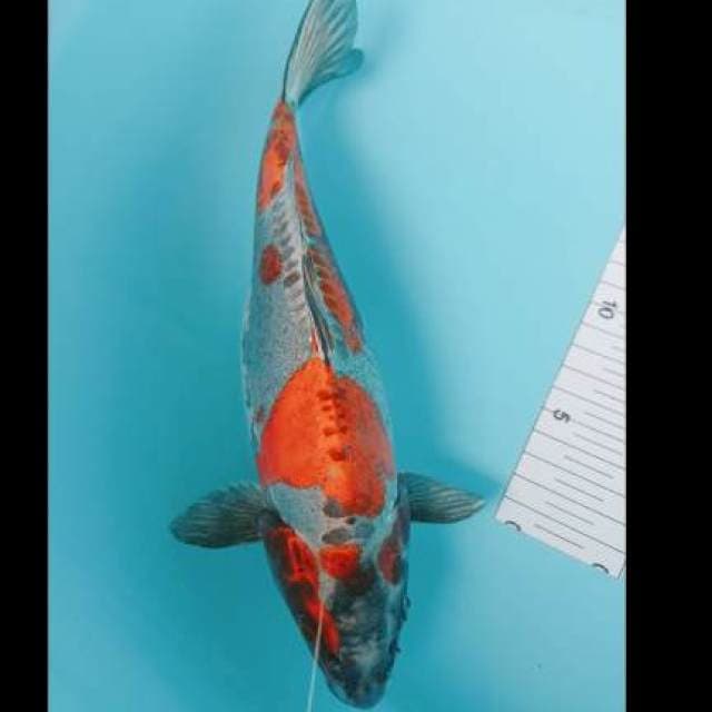 Beni kikuryu kwalitas 30 cm