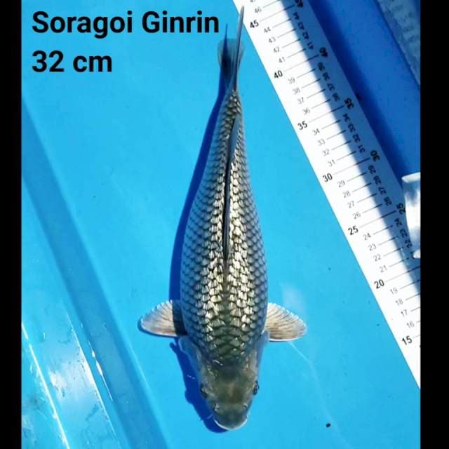 Soragoi ginrin Bulky 32 cm