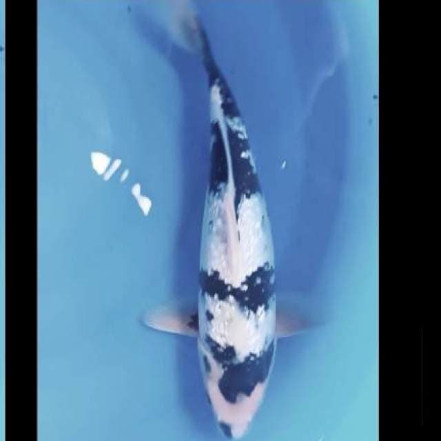 Siro ginrin 36 cm asik