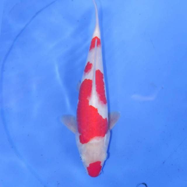 KOHAKU LIPSTIK
