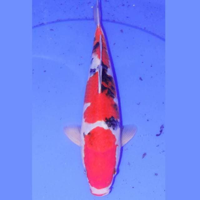 30cm SANDAIME SANKE