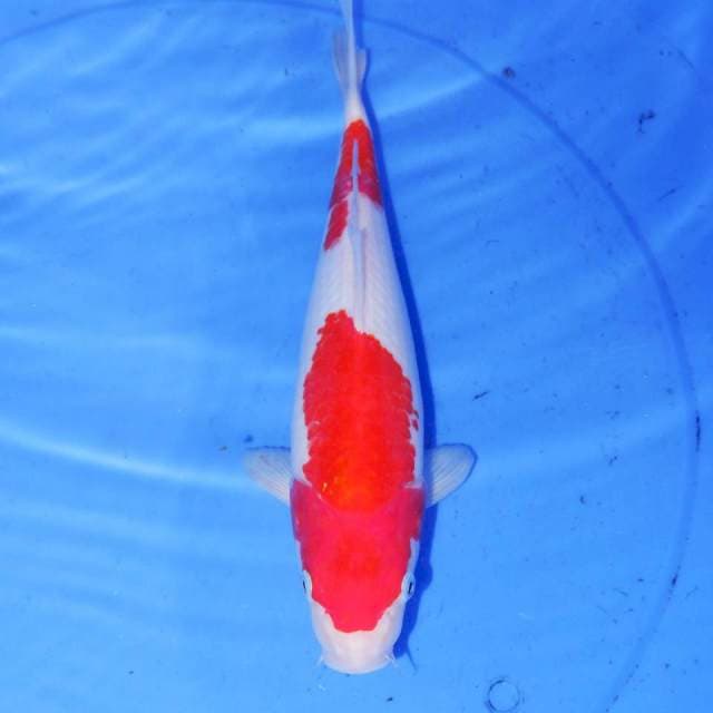 30cm KOHAKU