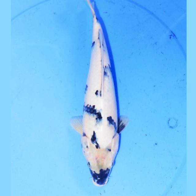 30cm SHIRO SAlJU