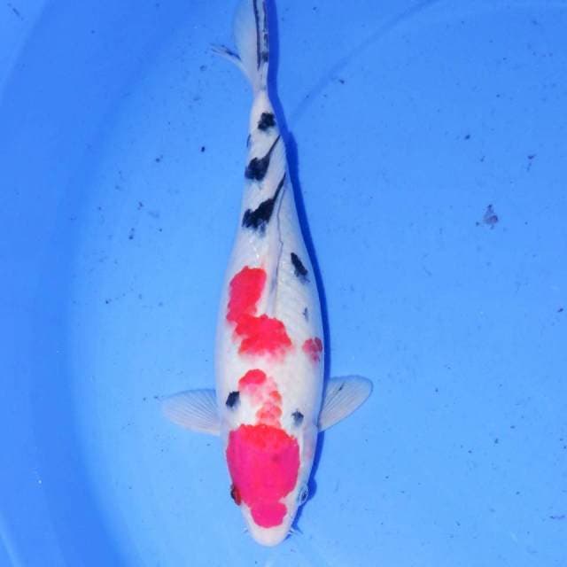 30cm SANKE UNIK