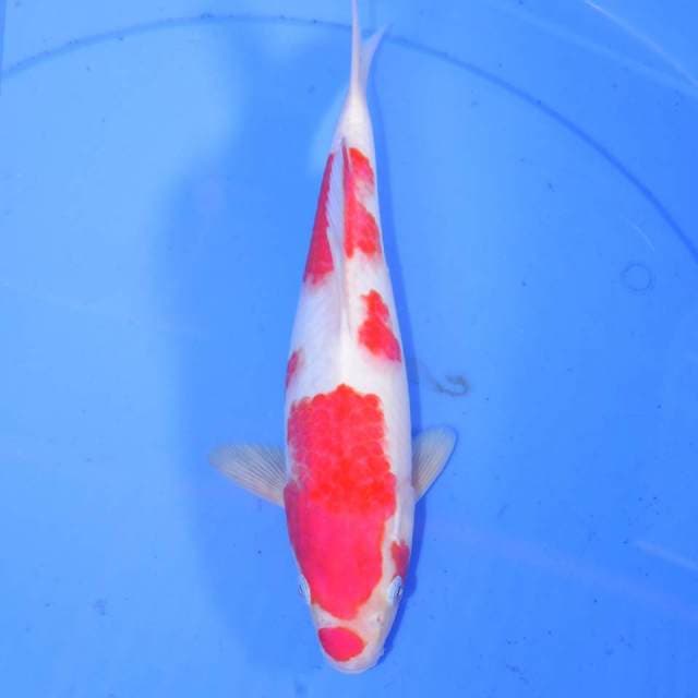 KOHAKU