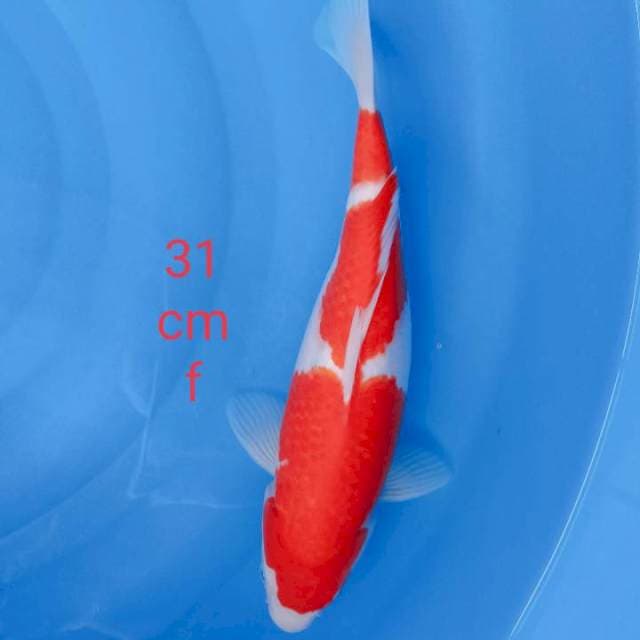 Kohakhu kwalitas putih merah strong 31cm