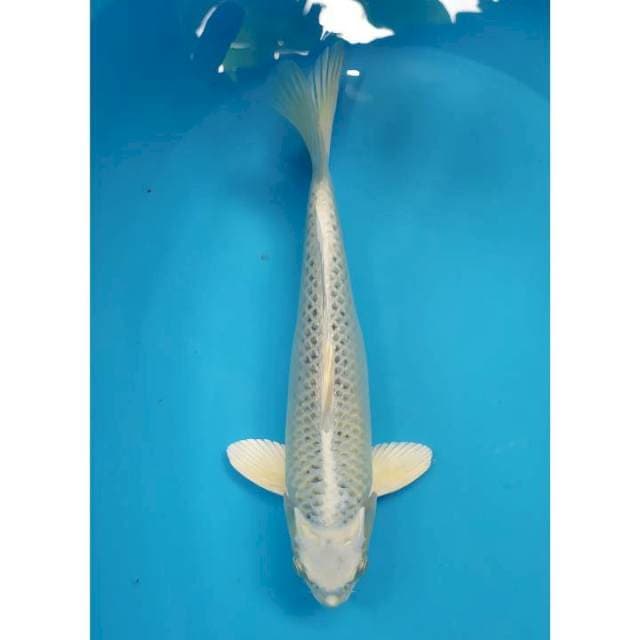 gin matsuba 34 cm