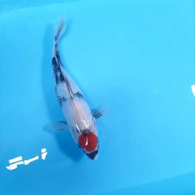 Tancho Sowa ,25cm