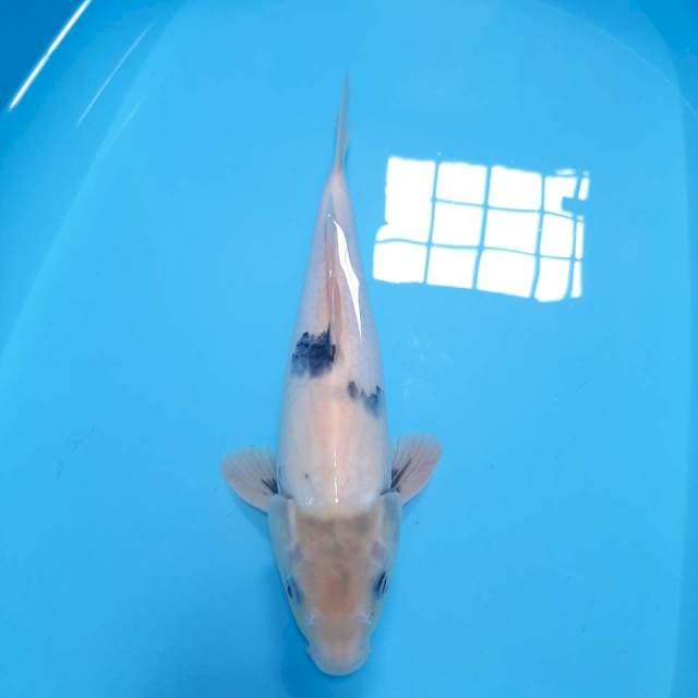 Shiro ,31cm