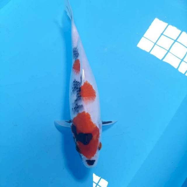 Showa ,27cm