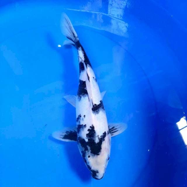Shiro ,27cm