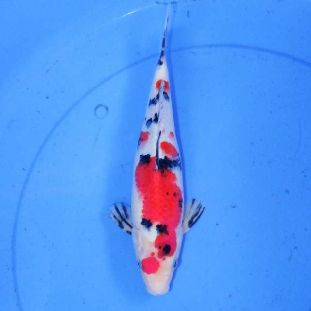 28cm SANKE