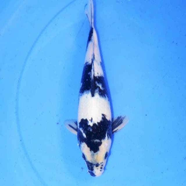 27cm SHIRO