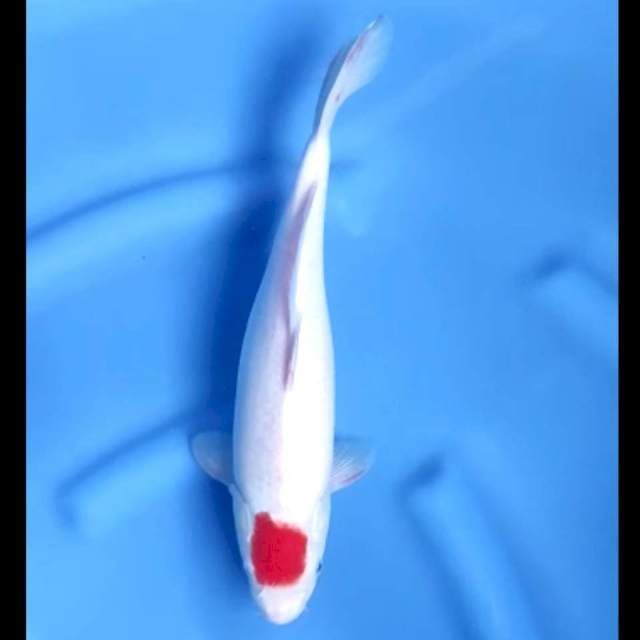 4. Tancho Original // 33 cm