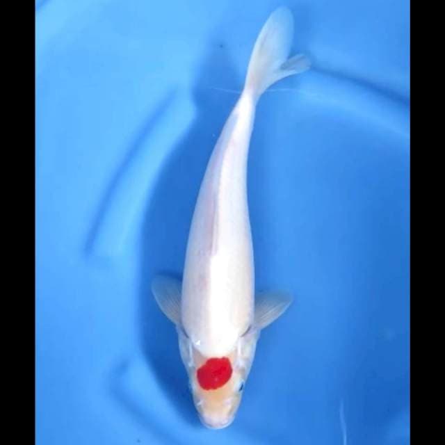 5. Tancho original Jantan // 31 cm